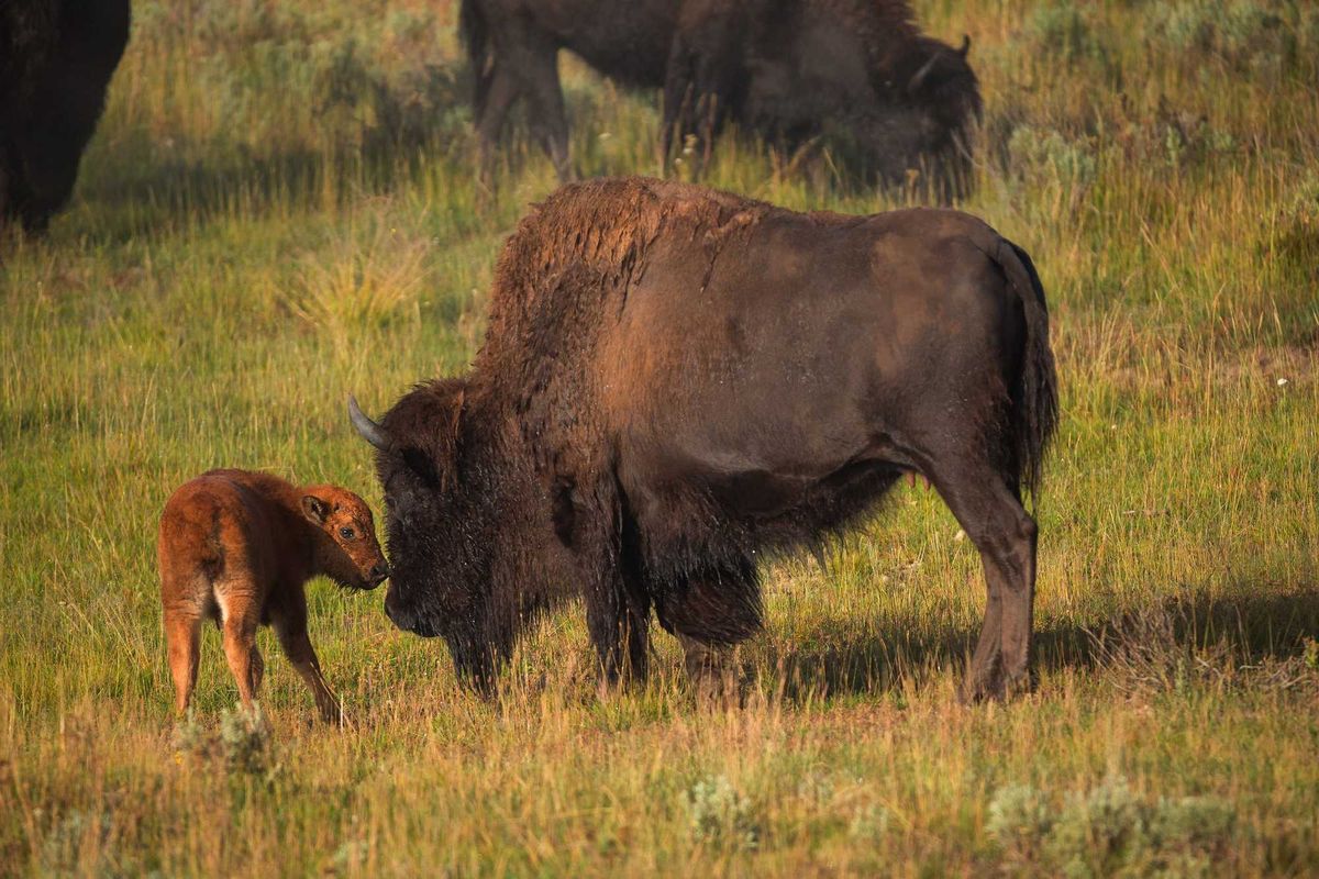 Bisons with young calfs on field in Yellowstone National Park.