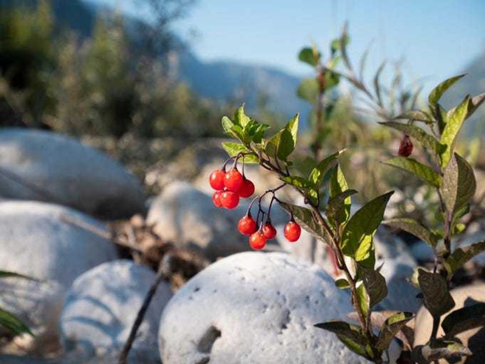 Bittersweet Nightshade