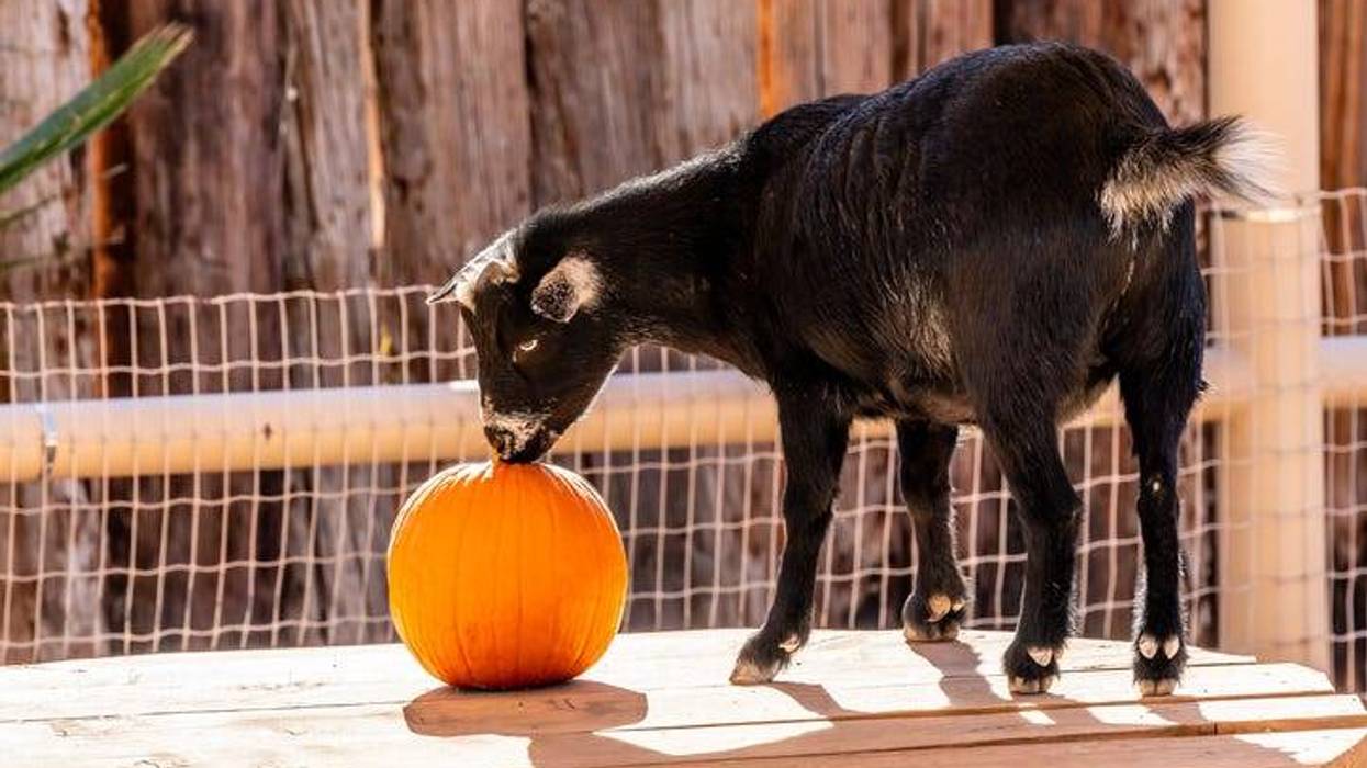 Black and brown goat eating a pumpkin