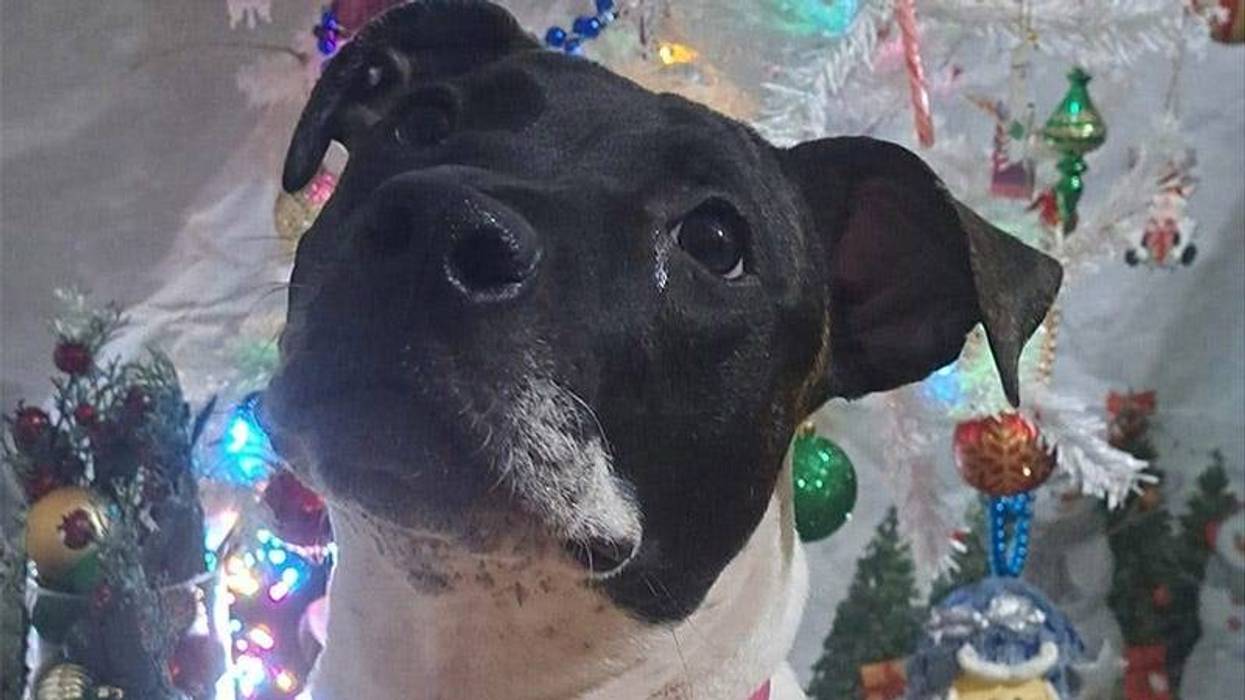black and white dog's face in front of a Christmas tree