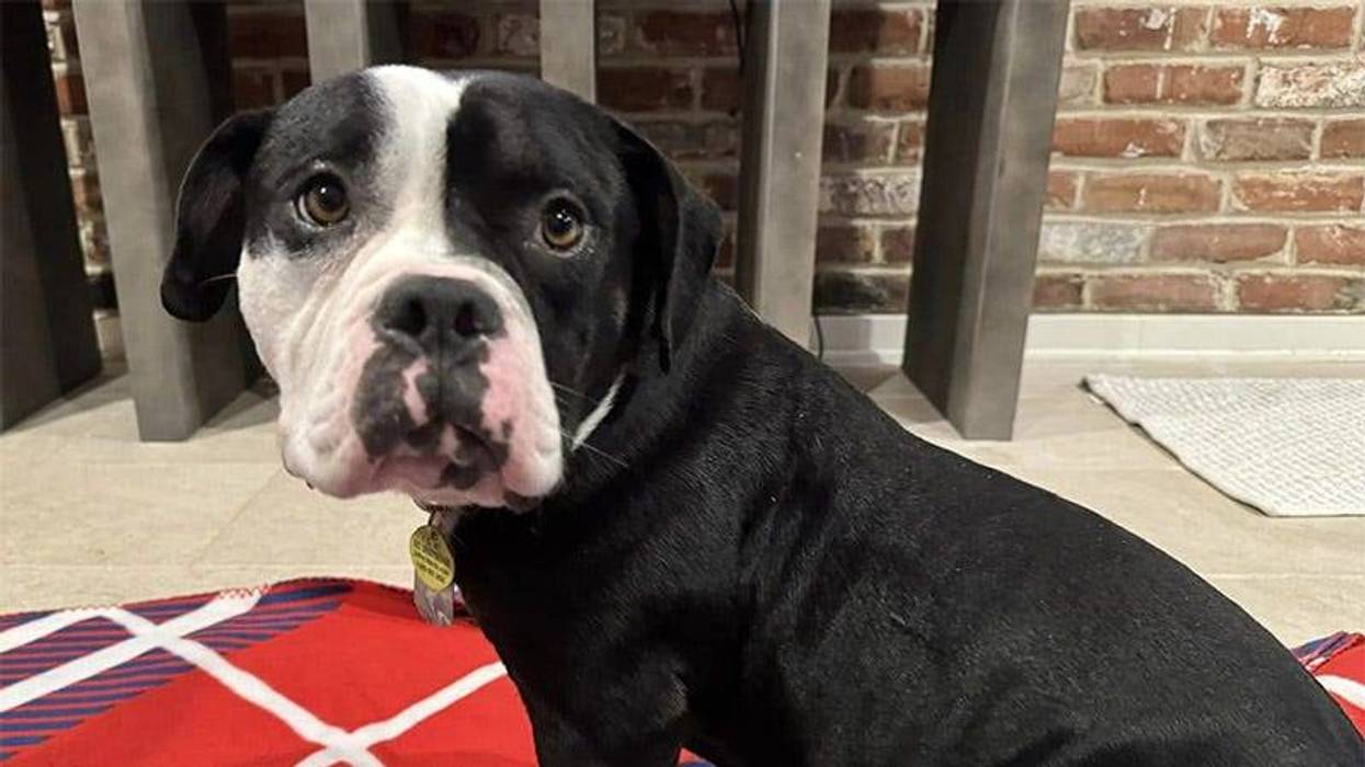 black and white dog