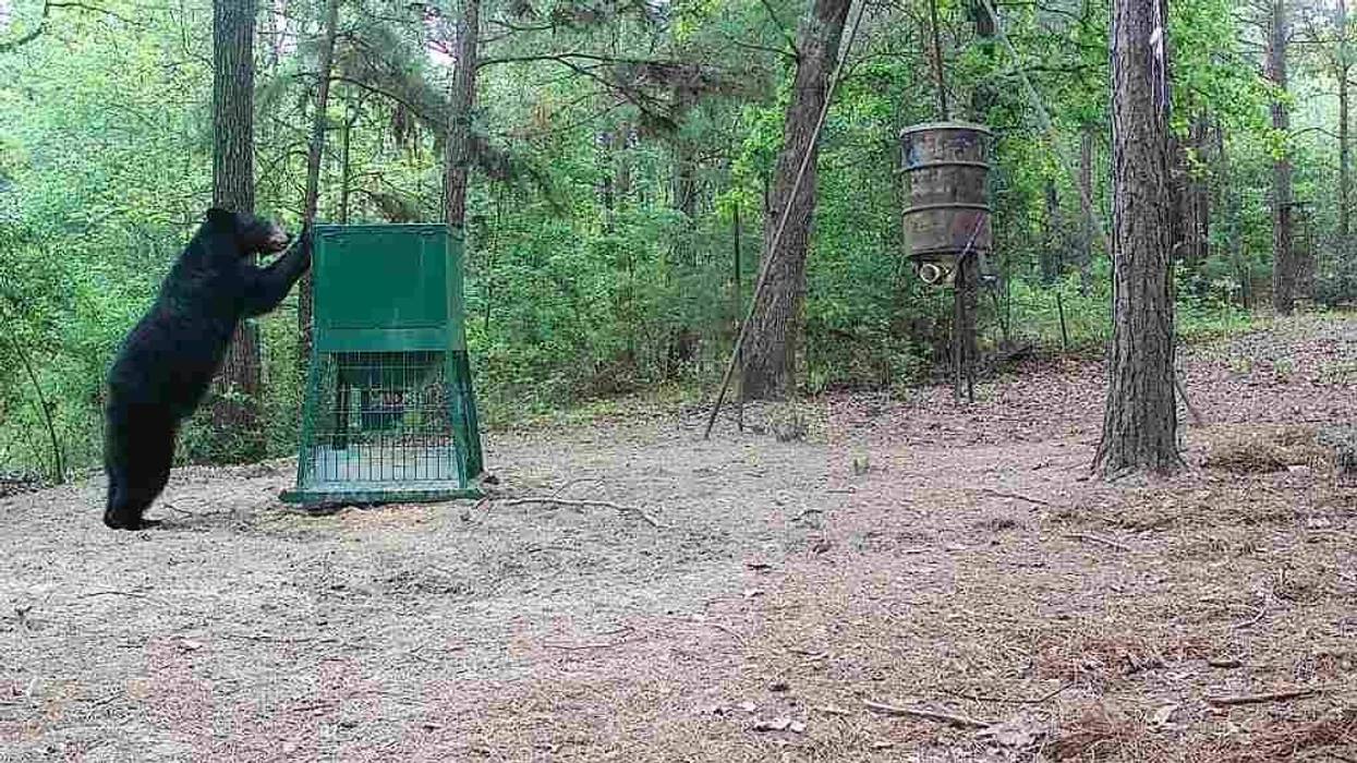 Black bear becomes "local icon" in East Texas