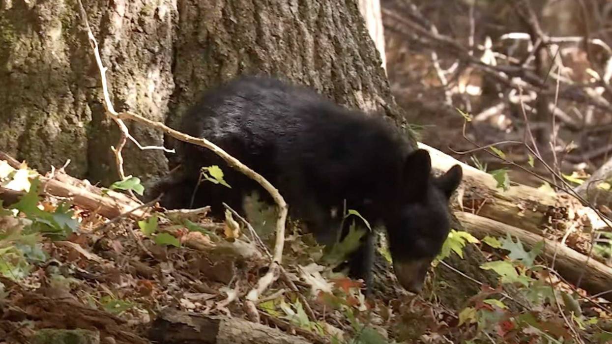 Black bear cub