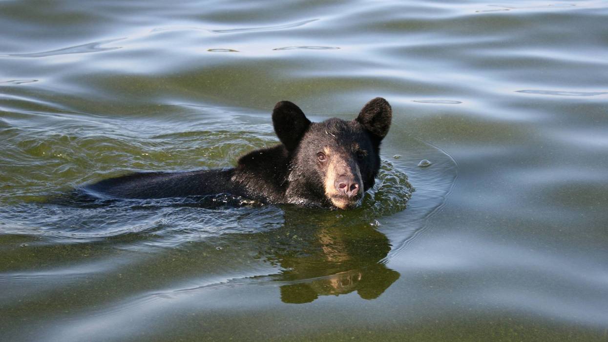 Black bear in water