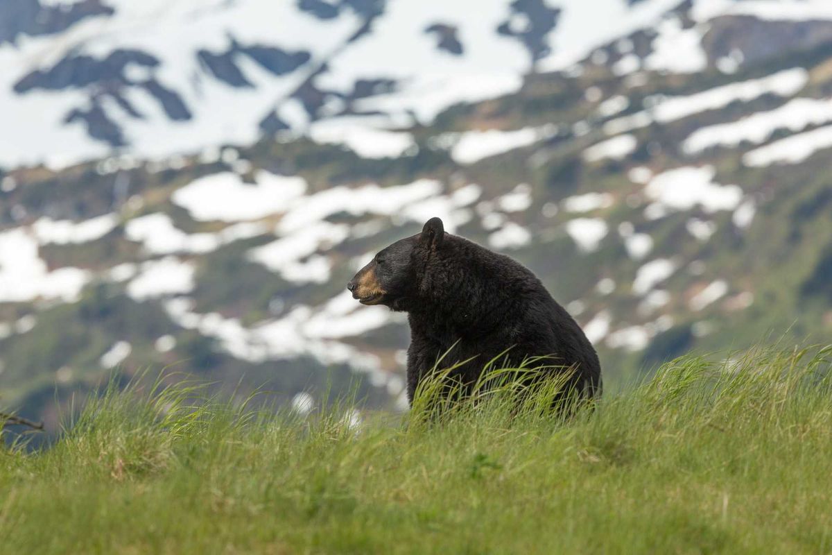Black bear near Anchorage, Alaska.