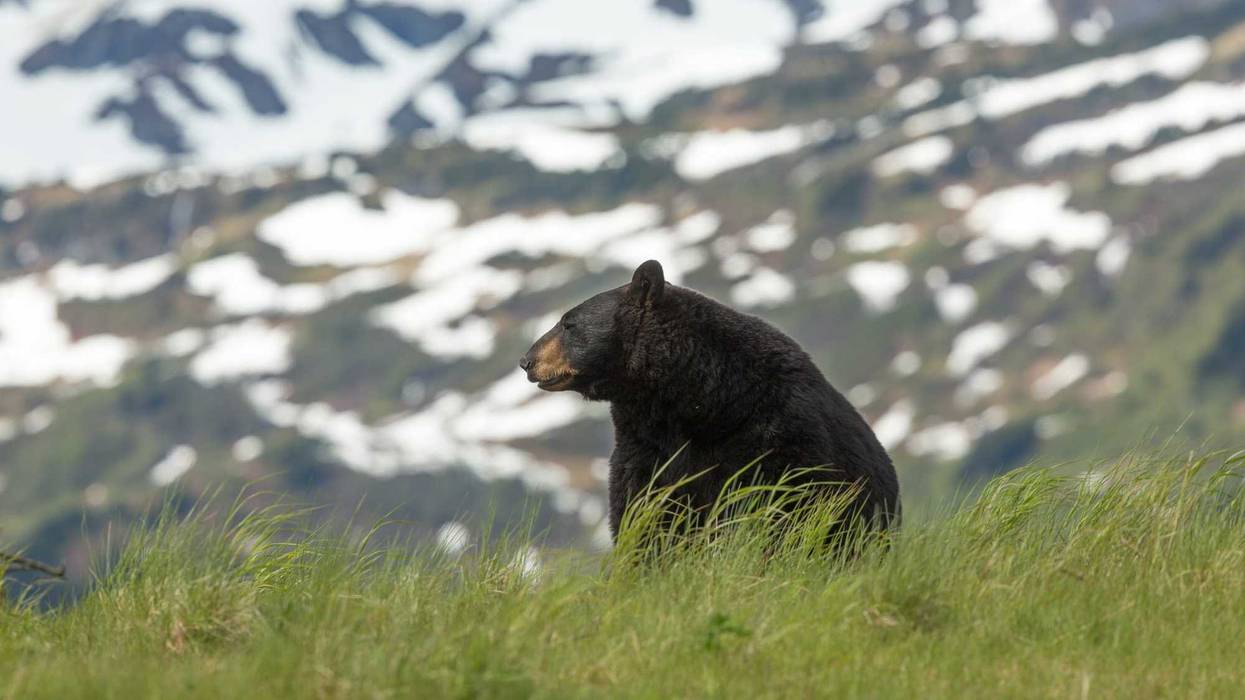 Black bear near Anchorage, Alaska.