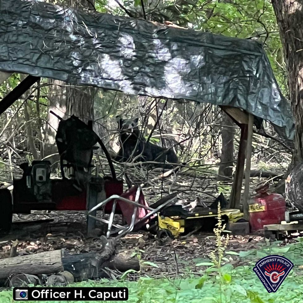 Black bear sighting in Amherst