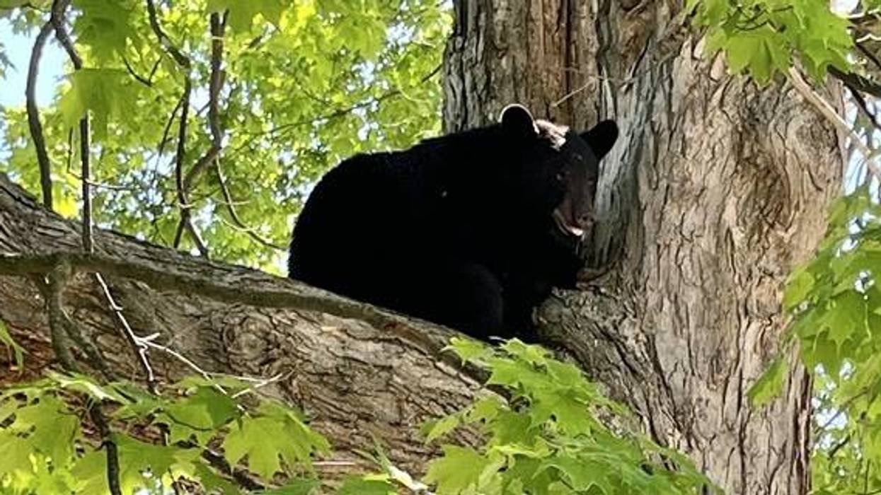 Black bear sitting on a large tree branch, mouth slightly open, surrounded by green leaves.