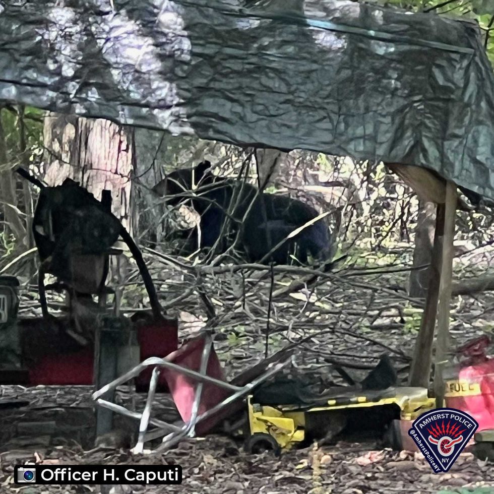 Black bear spotted in Amherst