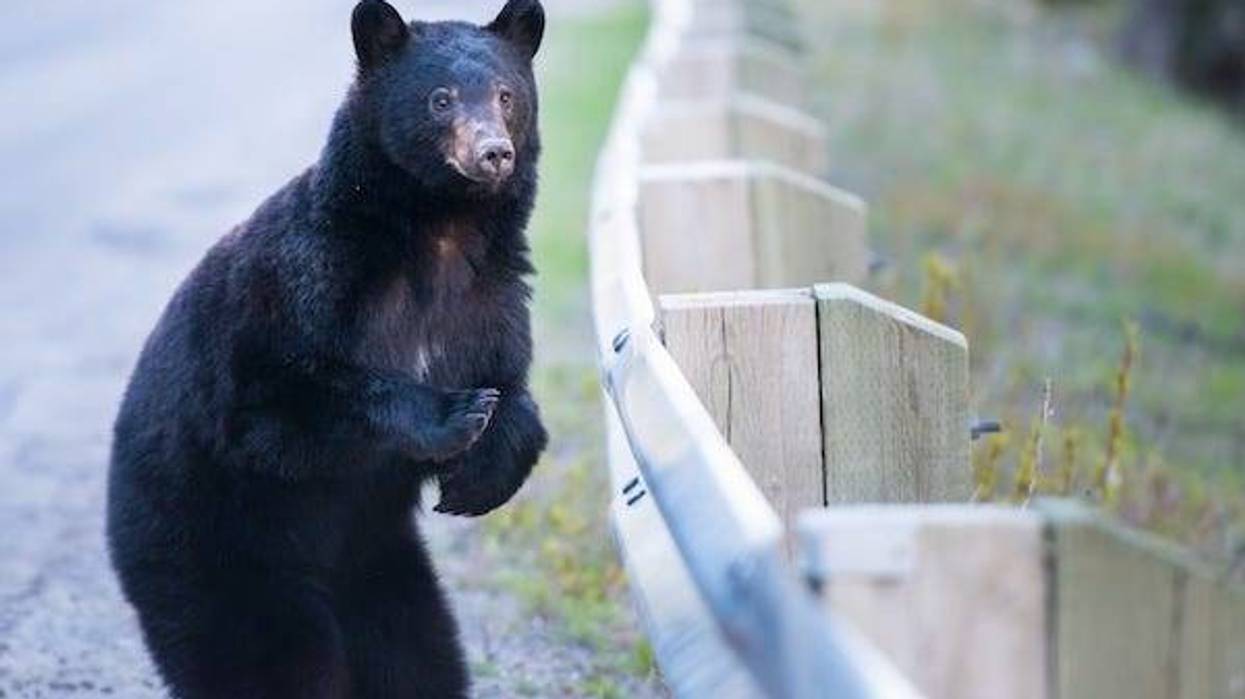 Black bear standing on a street