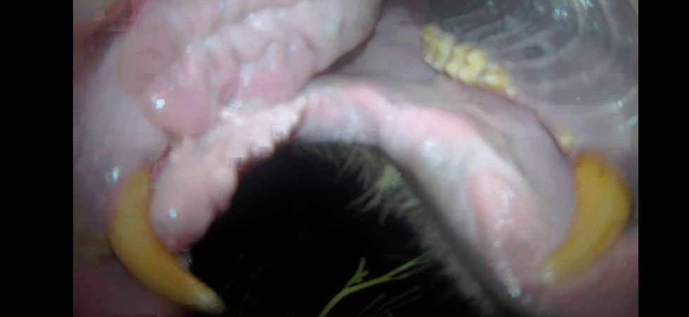 Black bear tries to eat camera