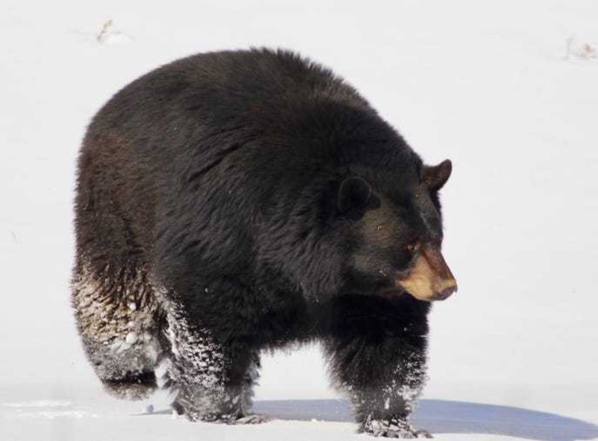 black bear