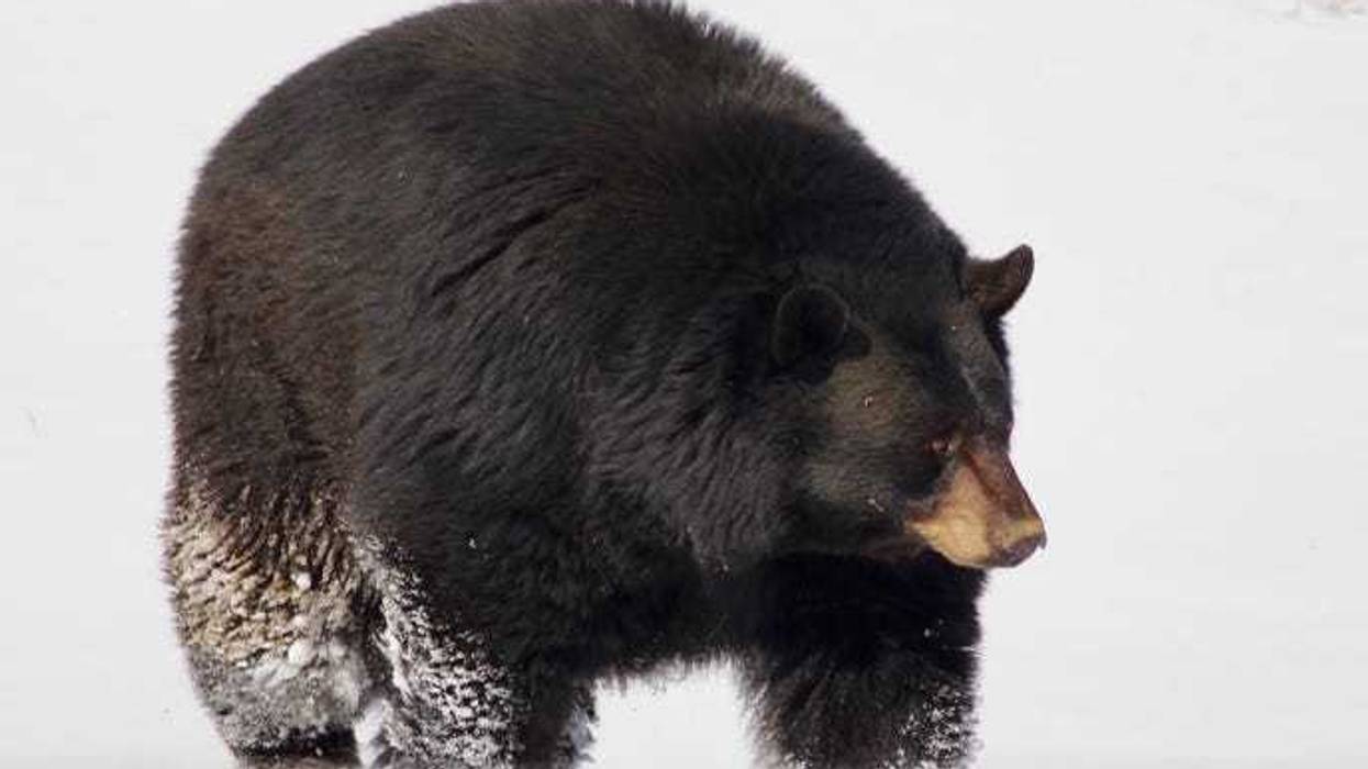 black bear