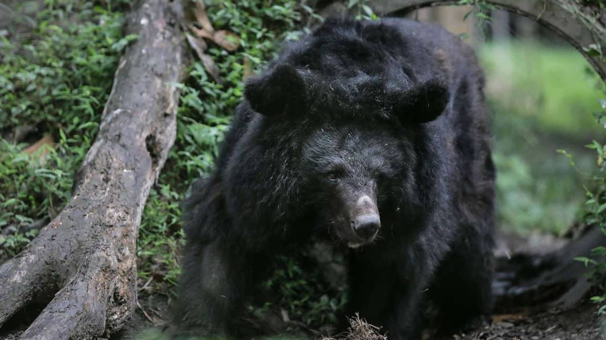 Black bear
