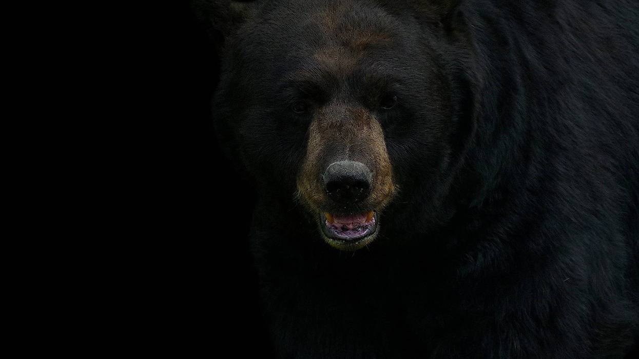 black bear