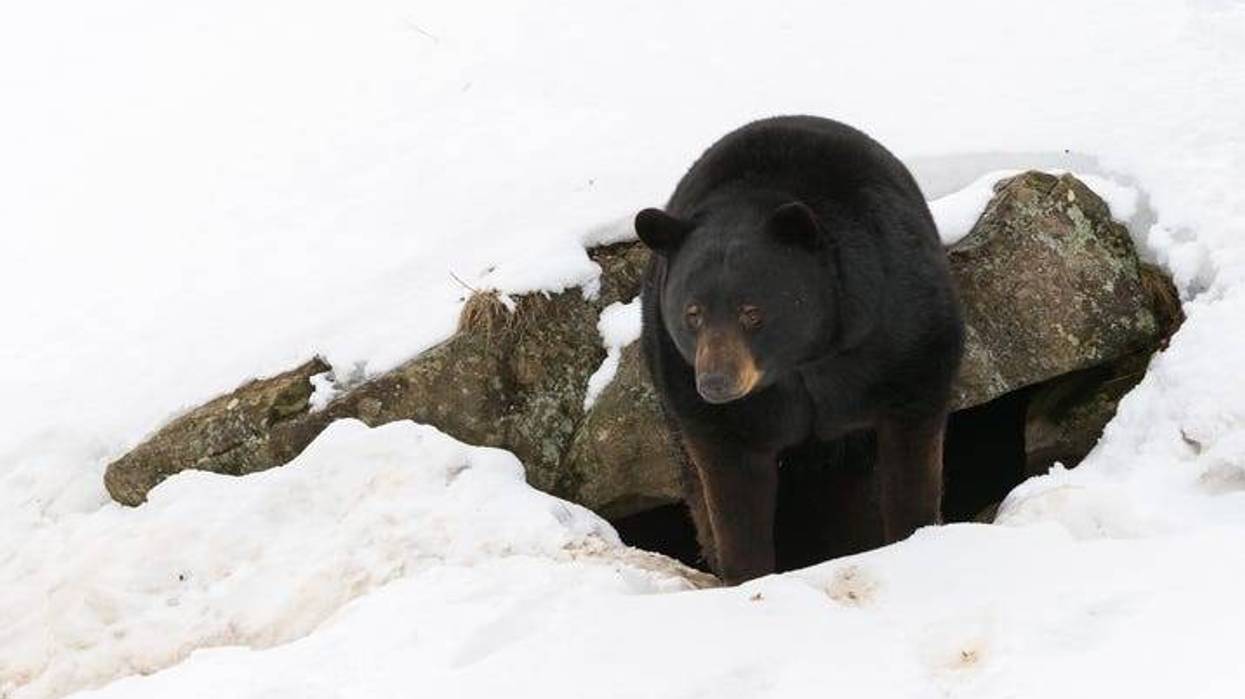 black bear