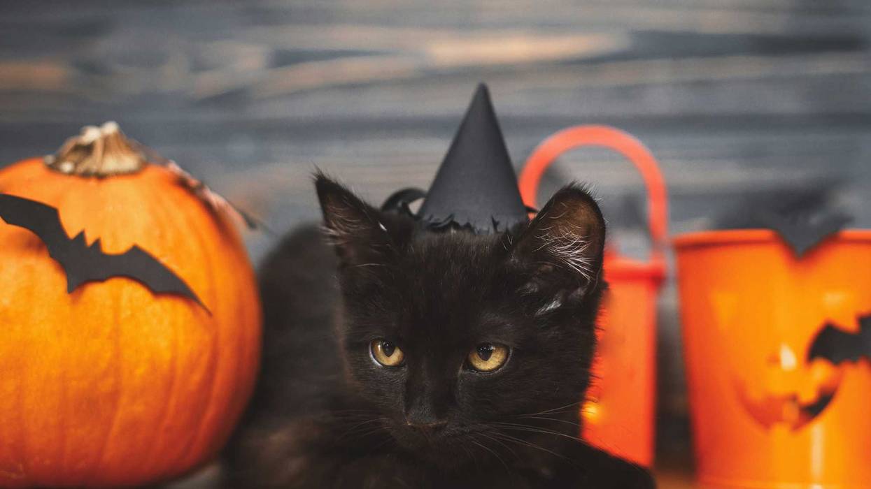 Black cat and Halloween decorations