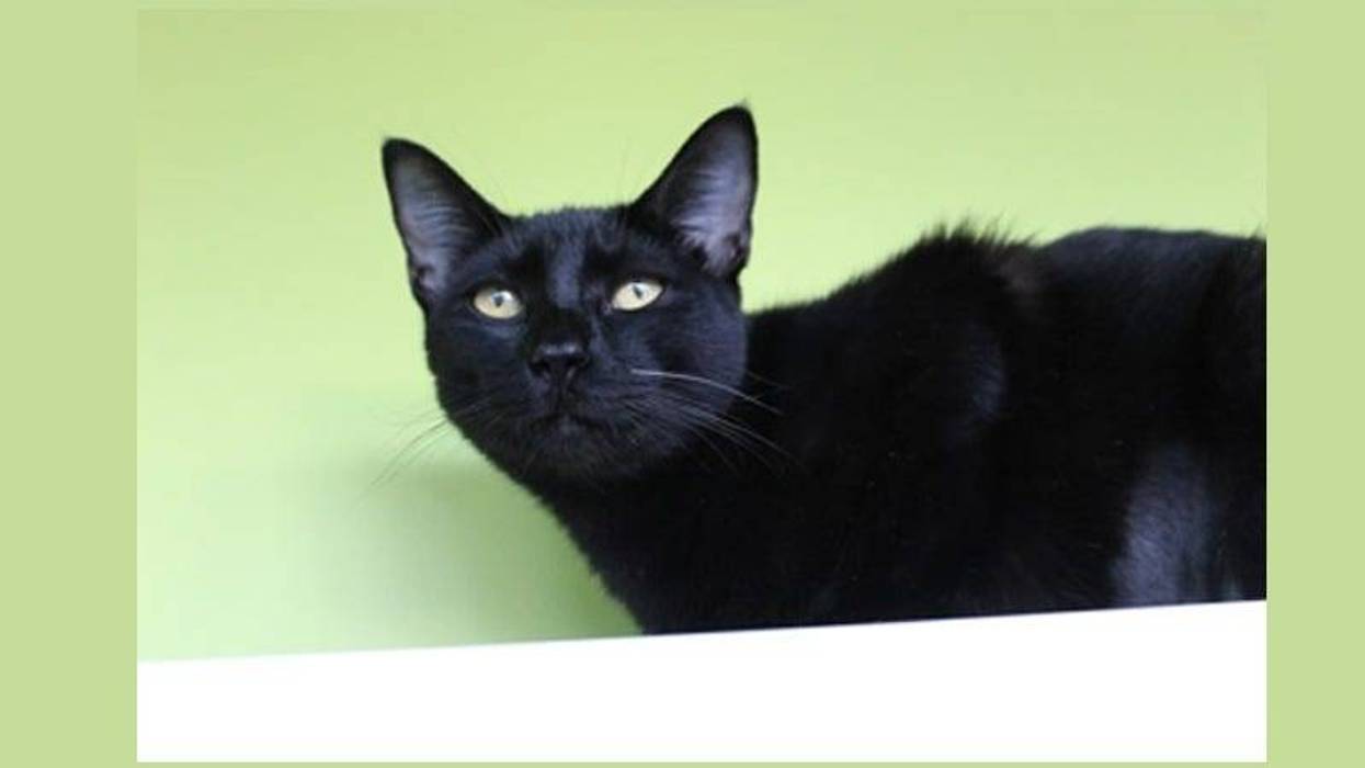 black cat on a green background