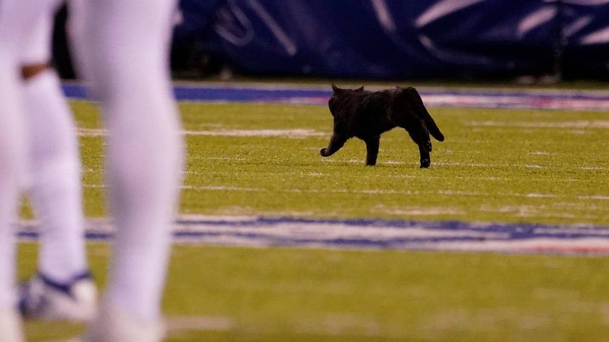 Black Cat on the football field