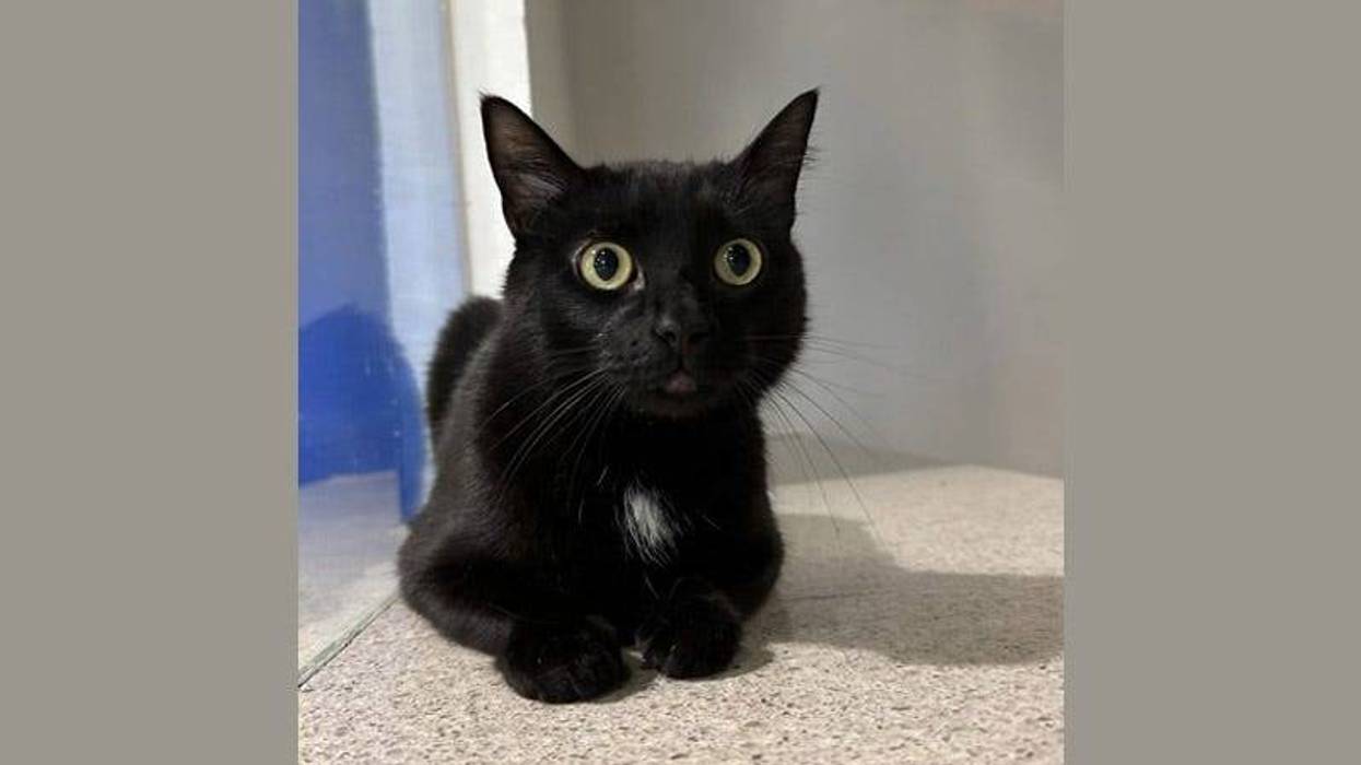 black cat with big wide green eyes