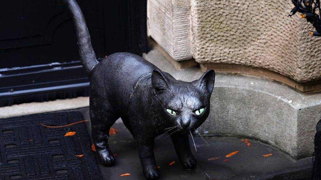 Black cat