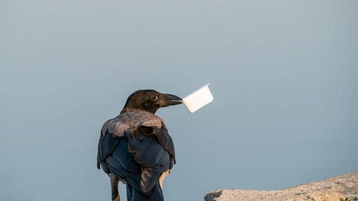 Black crow
