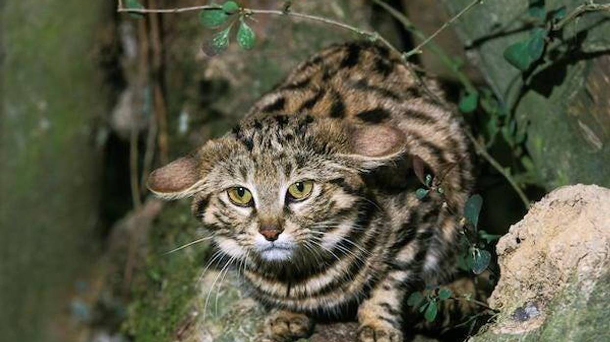 Black Footed Cat, felis nigripes, Adult standing on Branch