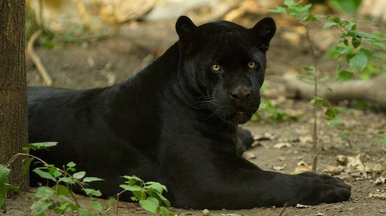 Black Jaguar, Shade, Lying Down, Tree
