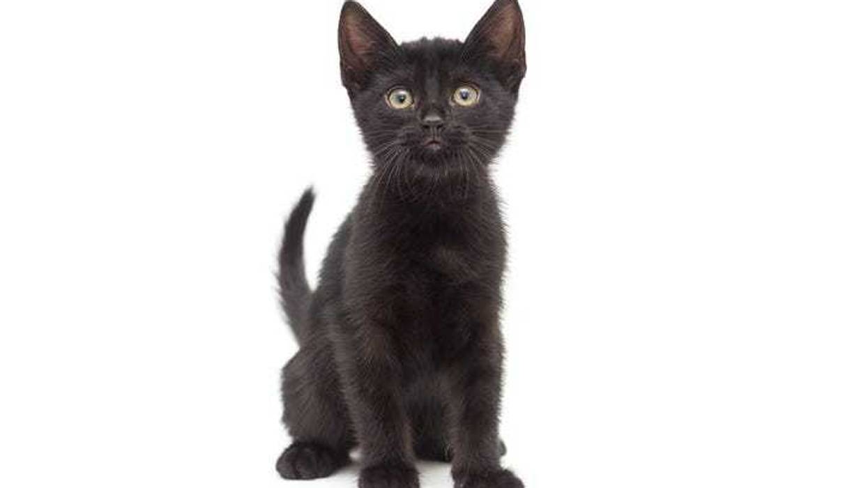 Black kitten.