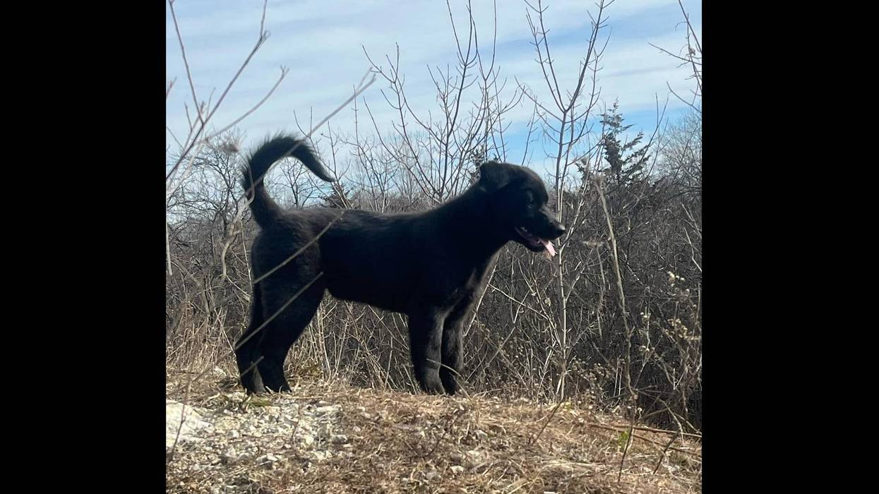 black lab-shepherd mix