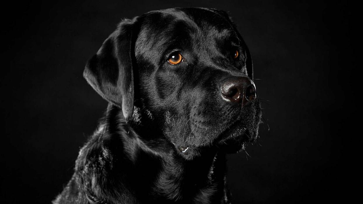 Black lab stock photo.