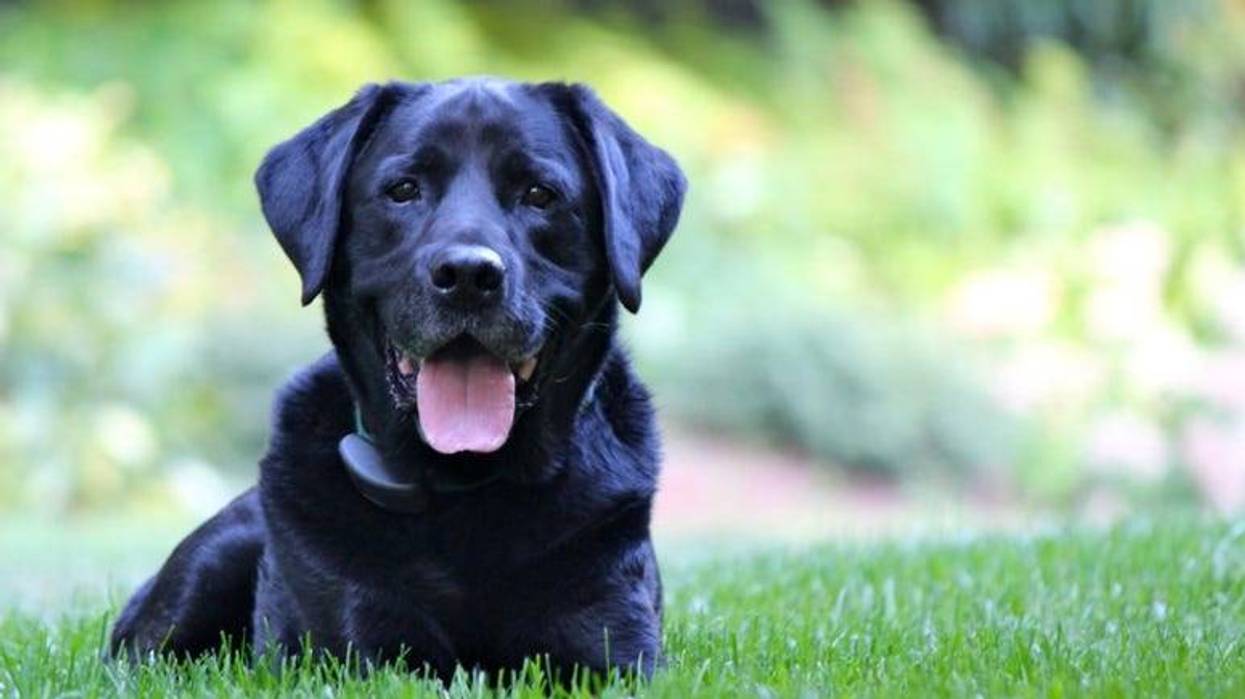 Black_Lab