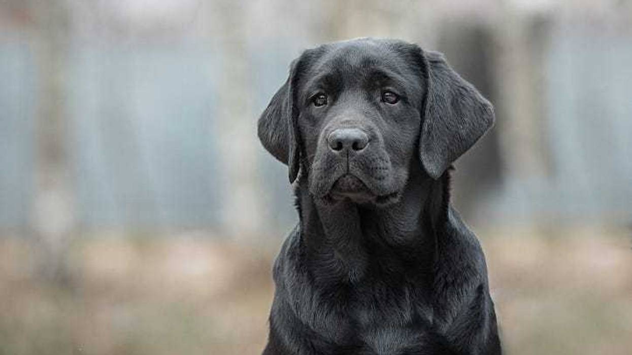 Black Labrador retriever