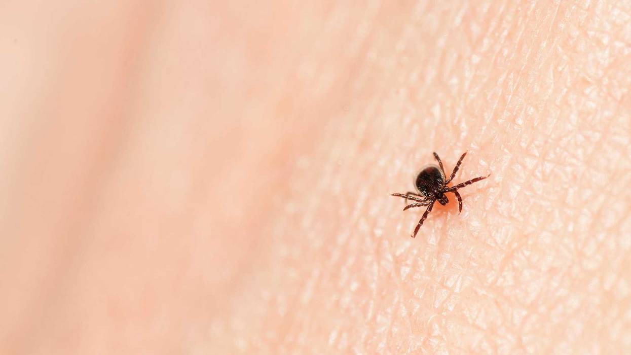 Black-legged tick.