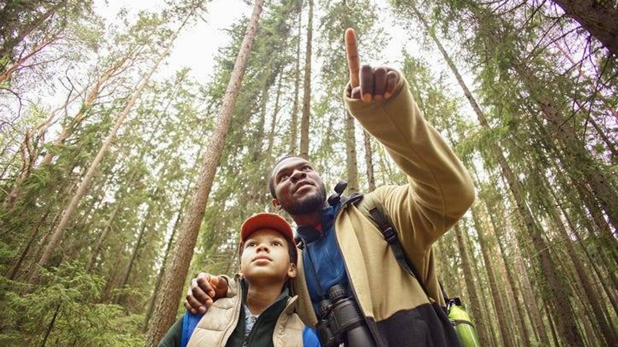 Black man showing forest scenery to preteen boy while standing together outdoors, both looking up at tall trees, man with arm around boy,