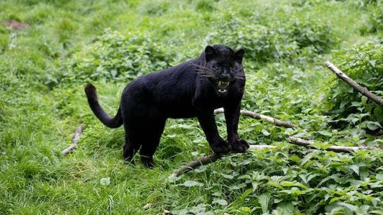 Black panther snarling in defensive position