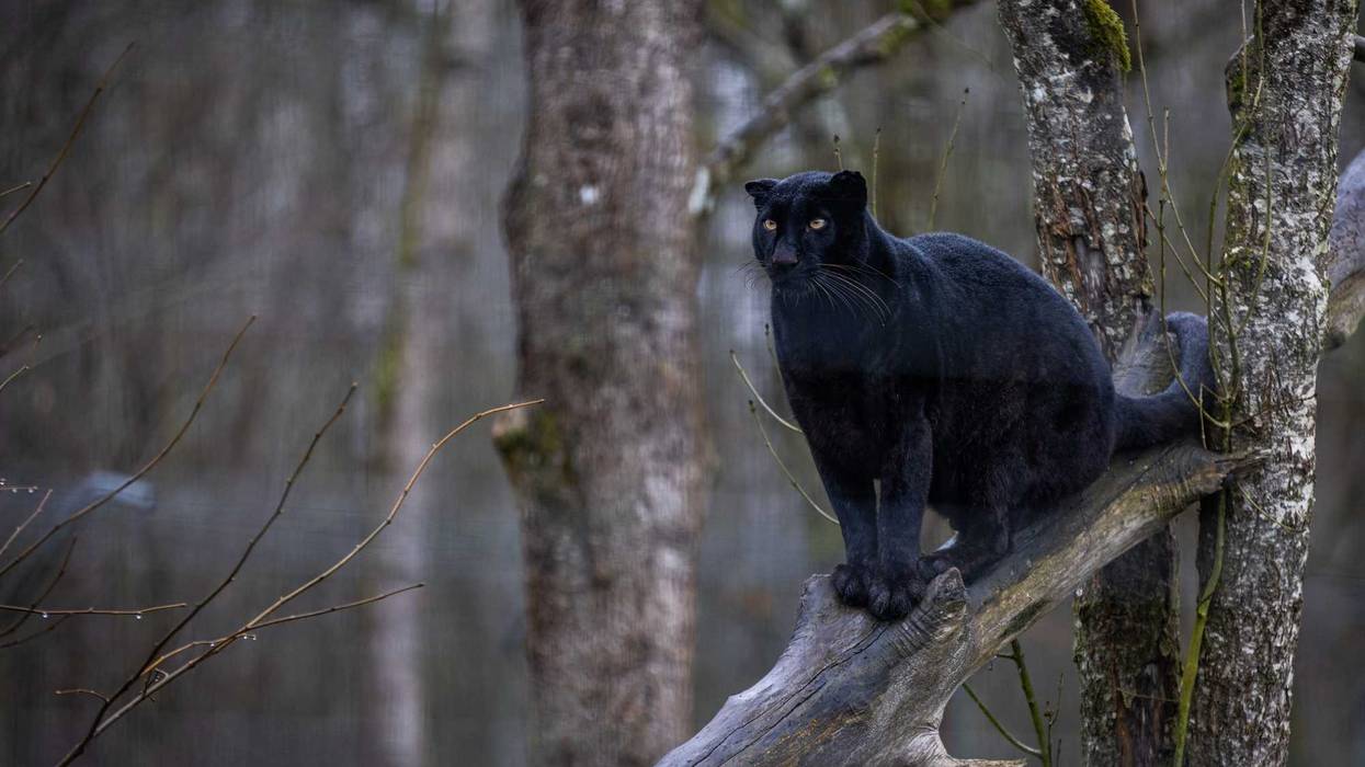 black panther