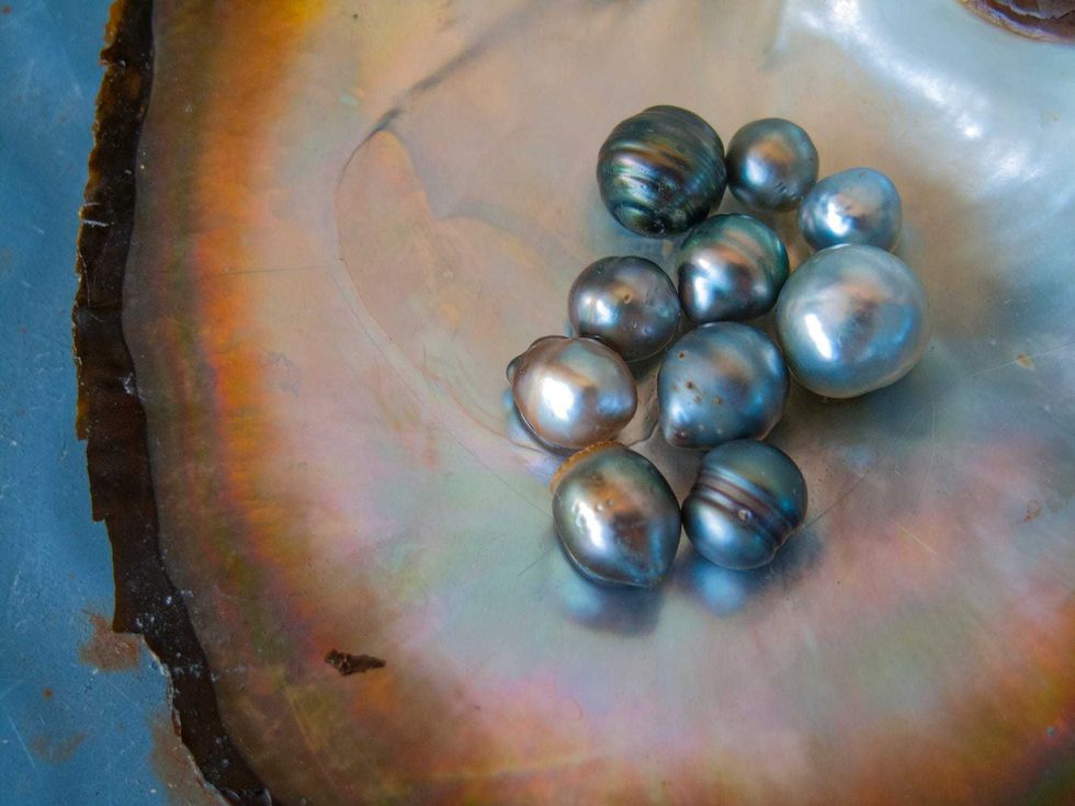 Black pearls harvested on a pearl farm in the Fakarava atoll, Tuamotus, French Polynesia.