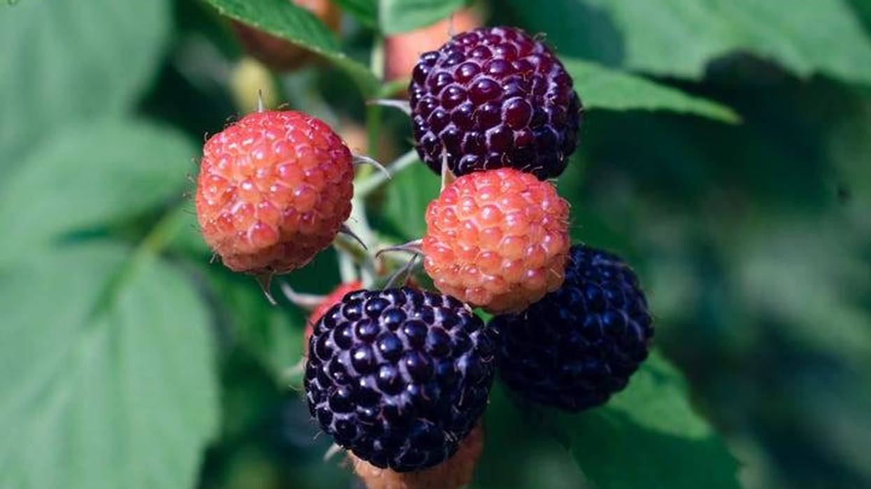 Black Raspberry Berry Bush Blooming in Garden