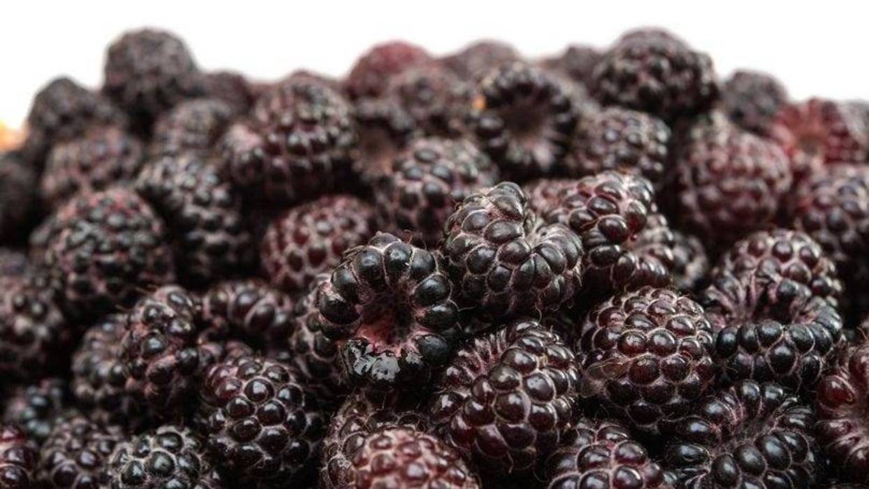 Black raspberry