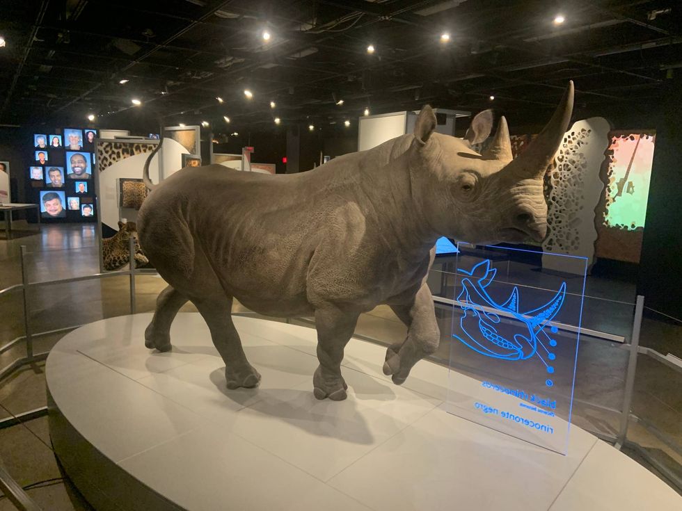 Black rhinoceros model