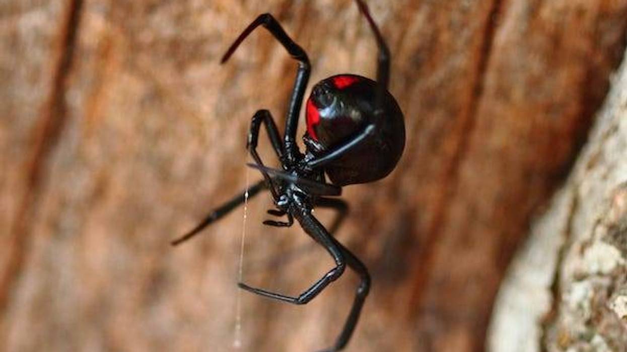 Black widow spider on a log