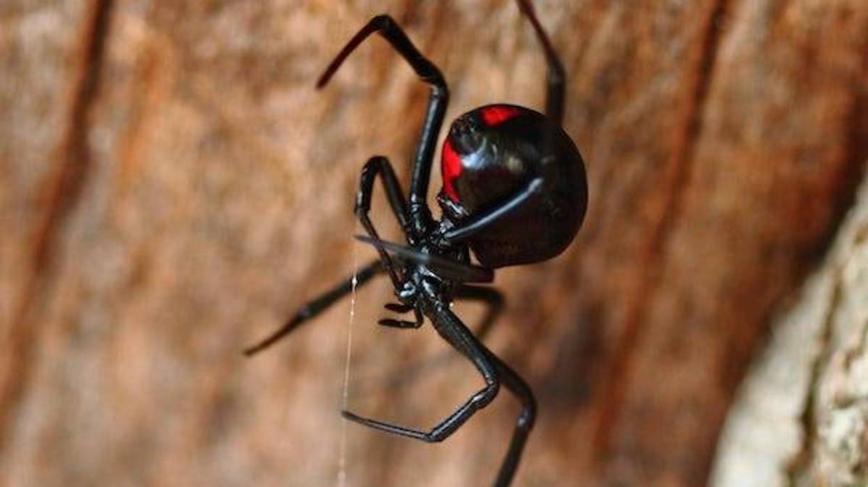 Black widow spider on a log