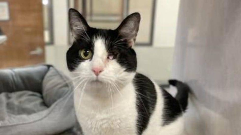Blake @ Austin Humane Society 2/22/23