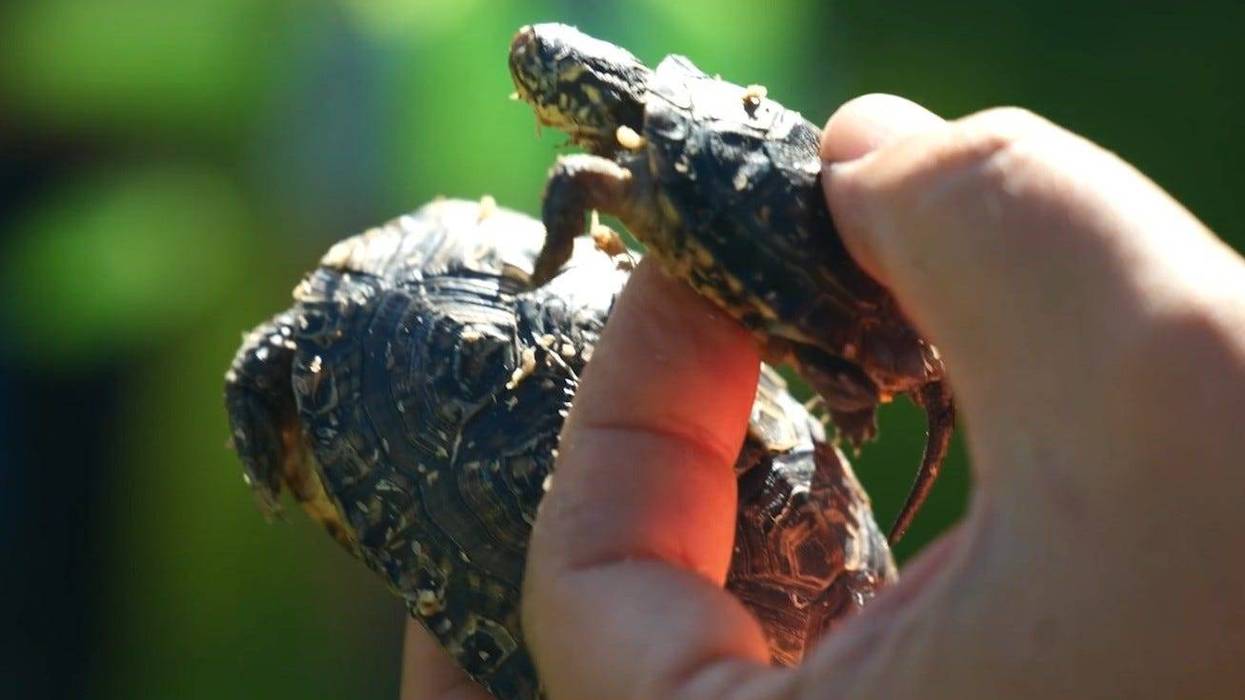 Blanding's turtles released into natural habitat