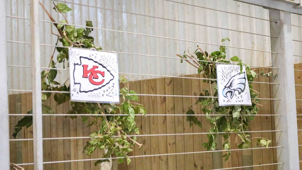 Blank Park Zoo giraffe picks Super Bowl champ