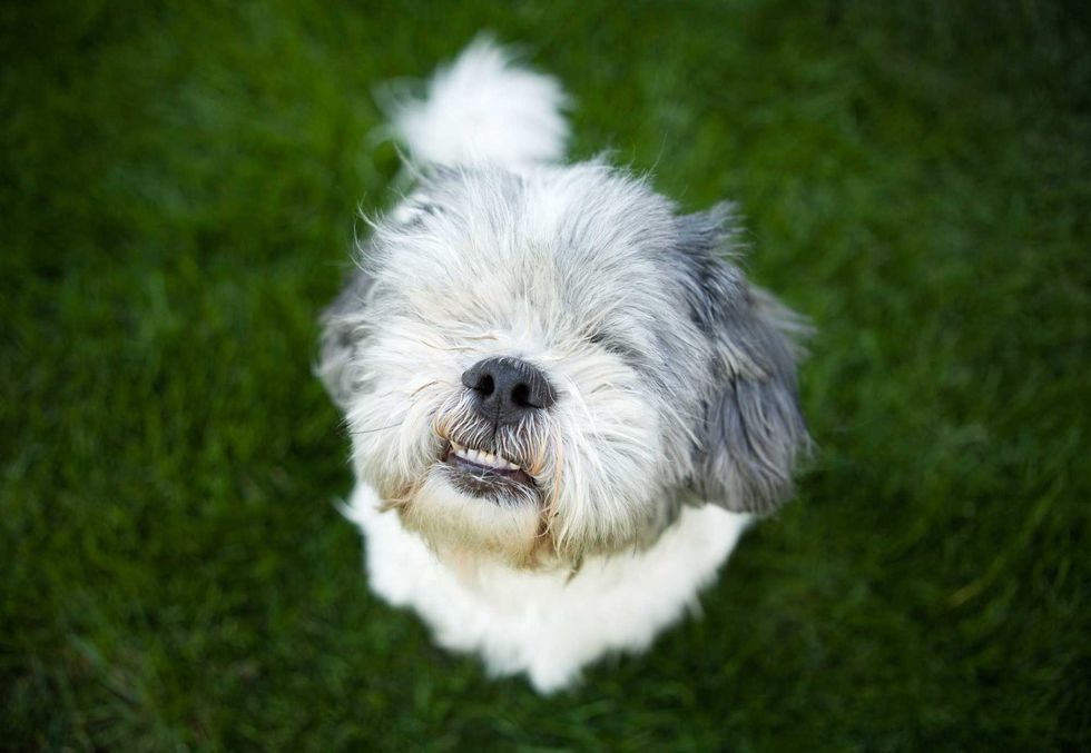 blind dog