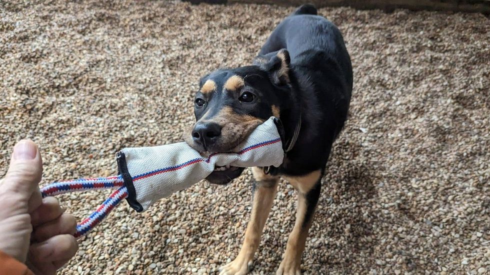 Blitz @ Austin Humane Society 4/12/23