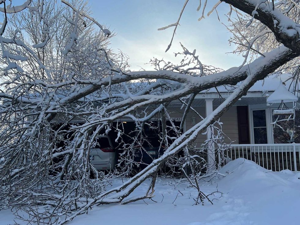Blizzard, tree, Mike Lynch
