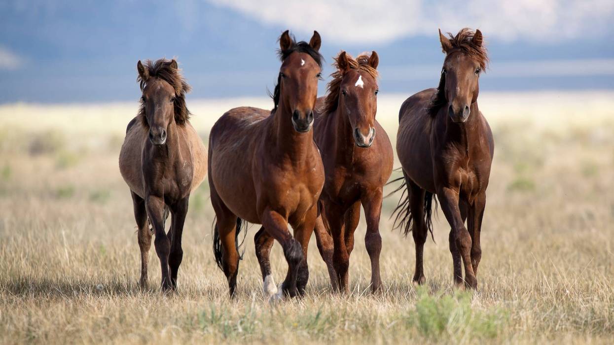 BLM schedules wild horse and burro event in Hutchinson